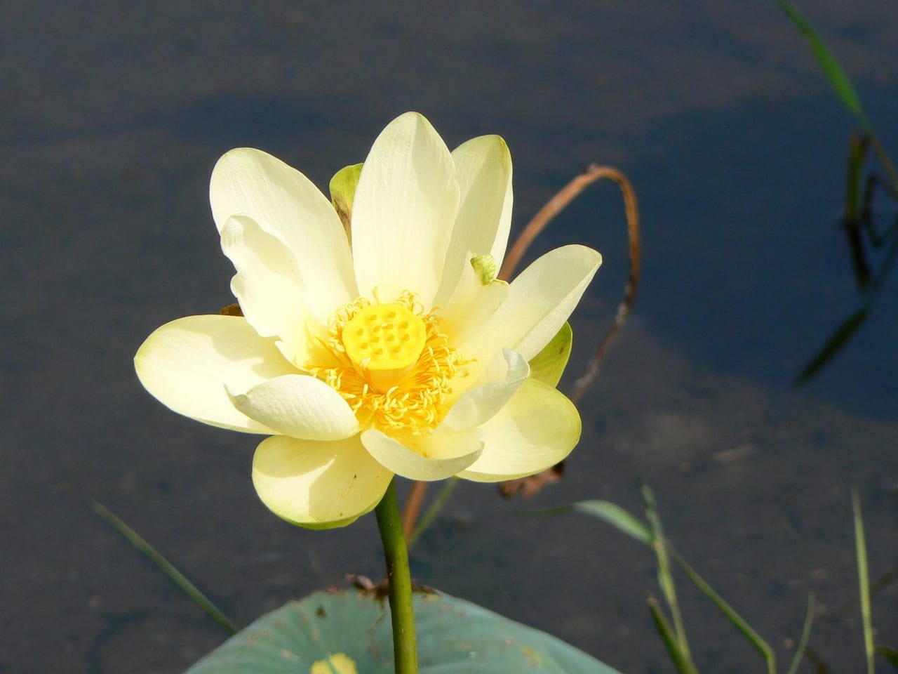 Yellow lotus at Lake Jackson in the Tallahassee region